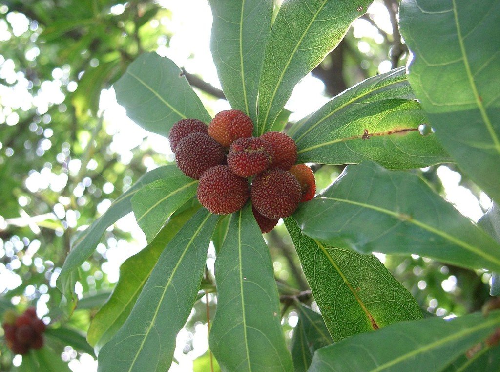 Myrica_rubra5