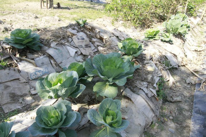 Permaculture
